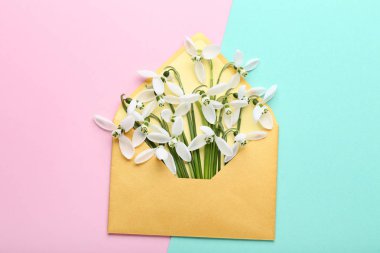 Kardelen çiçek renkli arka plan üzerinde zarf içinde