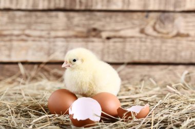 Ahşap arka plan üzerinde yumurta kabuğu ile küçük piliç