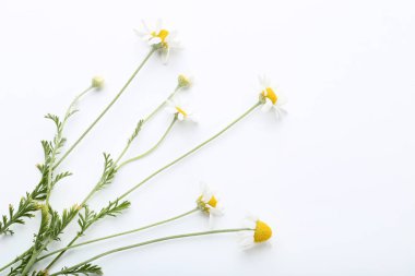 Beyaz arkaplanda izole papatya çiçekleri