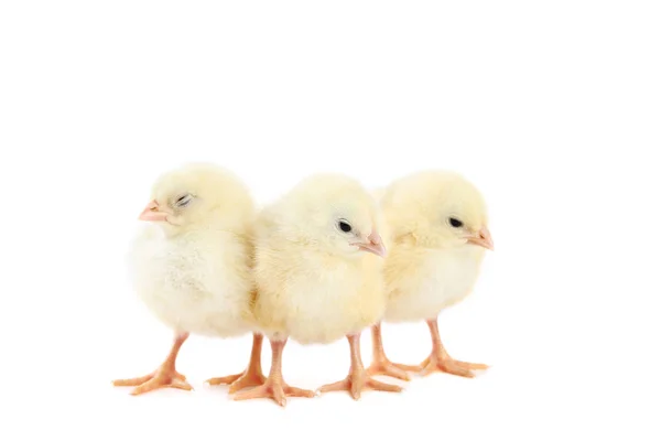 Petits Poussins Isolés Sur Fond Blanc — Photo