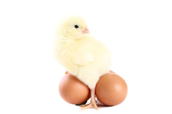 Pollito Con Huevos Aislados Sobre Fondo Blanco —  Fotos de Stock
