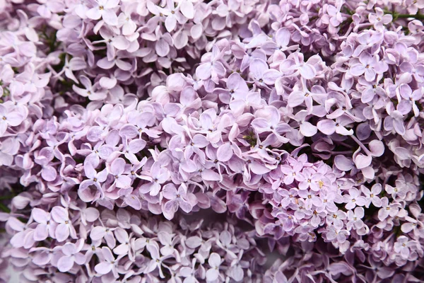 Μωβ Λιλά Λουλούδια Φόντο — Φωτογραφία Αρχείου