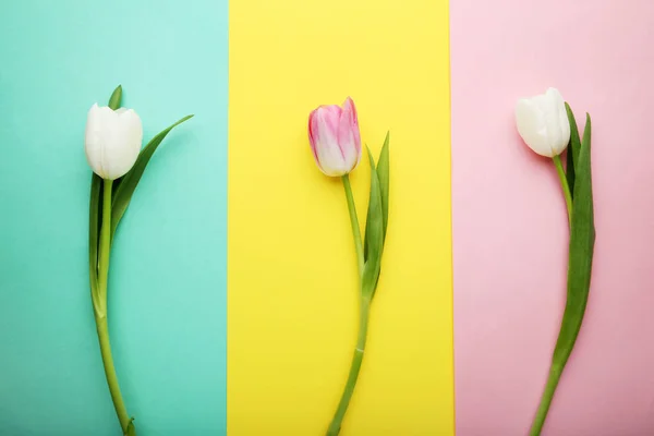 Rosa Und Weiße Tulpen Auf Buntem Hintergrund — Stockfoto