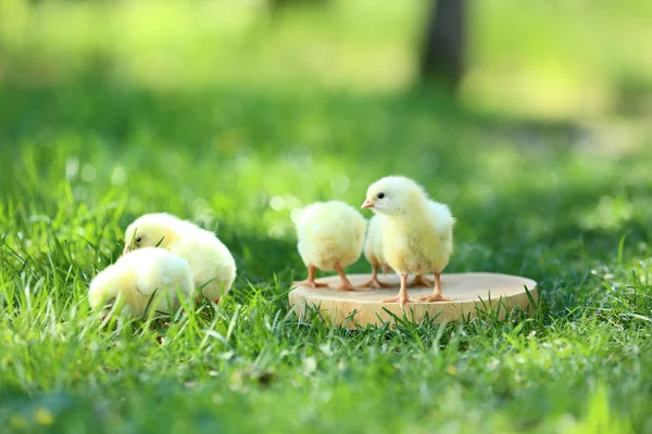 Little Chicks Standing Wooden Board — Stock Photo, Image