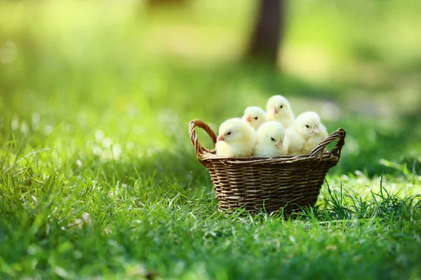 Petits Poussins Dans Panier Sur Herbe Verte — Photo