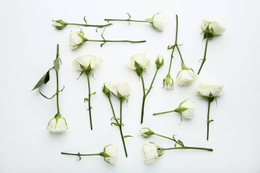 Beyaz zemin üzerine gül çiçek