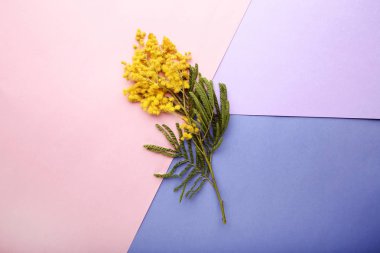 Mimoza çiçek renkli arka plan üzerinde