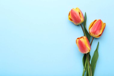 Mavi arka planda bir buket lale.
