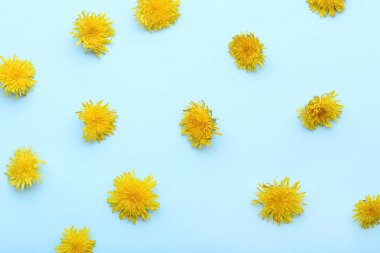 Mavi zemin üzerine sarı karahindiba