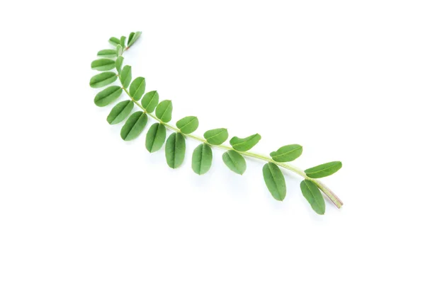 Stiel Mit Grünen Blättern Auf Weißem Hintergrund — Stockfoto