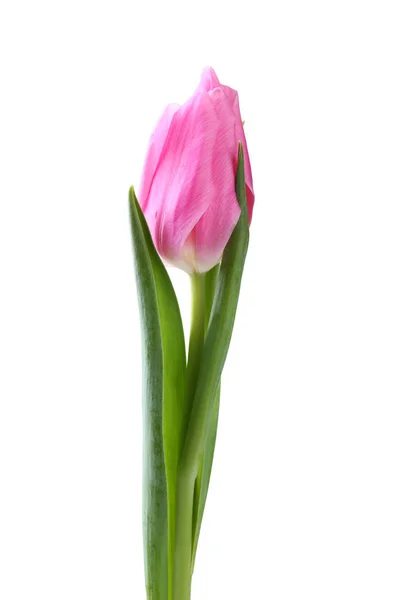 Tulipe Rose Isolée Sur Fond Blanc — Photo
