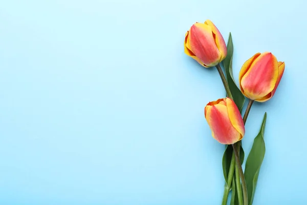 Ramo Tulipanes Sobre Fondo Azul —  Fotos de Stock