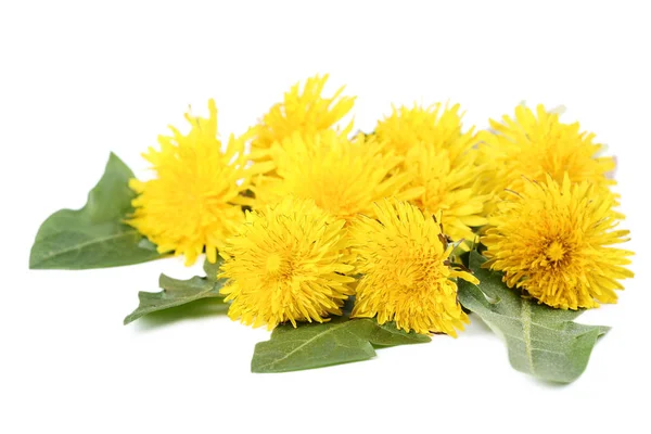 Yellow Dandelions Isolated White Background — Stock Photo, Image