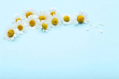 mavi arka plan üzerinde papatya çiçeği