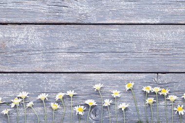 Papatya çiçeği gri ahşap tablo