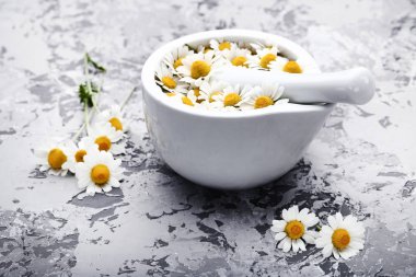 Harç gri arka plan üzerinde papatya çiçeği