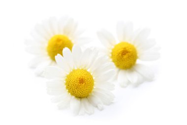 Beyaz arkaplanda izole papatya çiçekleri