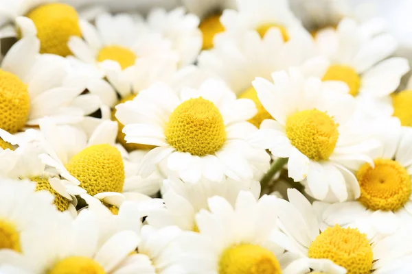 Chamomile Flowers Background Close — Stock Photo, Image