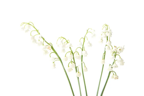 Lelie Van Vallei Bloemen Geïsoleerd Witte Achtergrond — Stockfoto