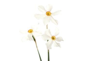 Nergis çiçekleri beyaz arka plan üzerinde