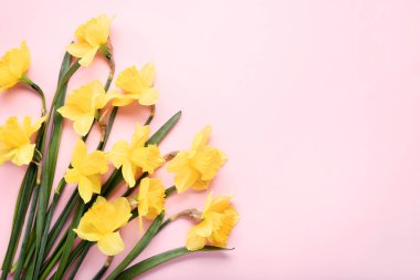 Sarı nergis çiçekleri pembe bir arka plan üzerinde