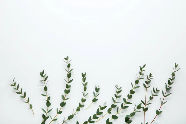 Tallos Con Hojas Verdes Sobre Fondo Blanco — Foto de Stock