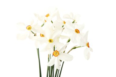 Nergis çiçekleri beyaz arka plan üzerinde