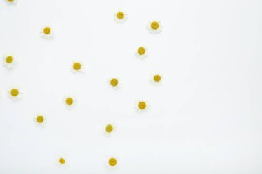 Beyaz arkaplanda papatya çiçekleri