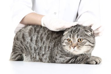 Güzel gri kedi ile hayvan hastalıklarıyla ilgili