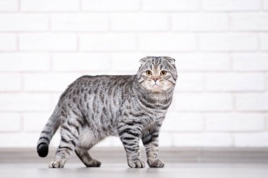 Şirin kedi tuğla duvar arka plan üzerinde duran