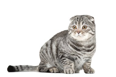 Şirin kedi beyaz arka plan üzerinde yalan