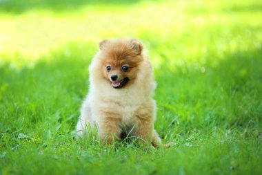 Pomeranian köpek yeşil çim oturan