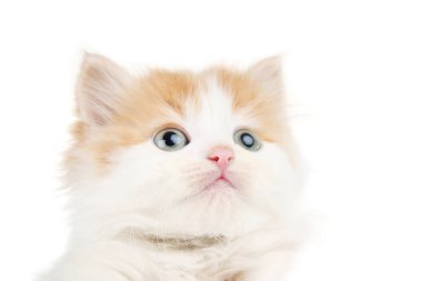 Beyaz arka planda sevimli kedi yavrusu