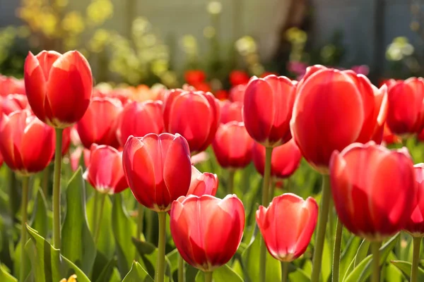 Verse Rode Tulp Bloemen Tuin — Stockfoto