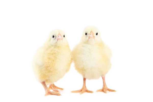 Petits Poussins Isolés Sur Fond Blanc — Photo