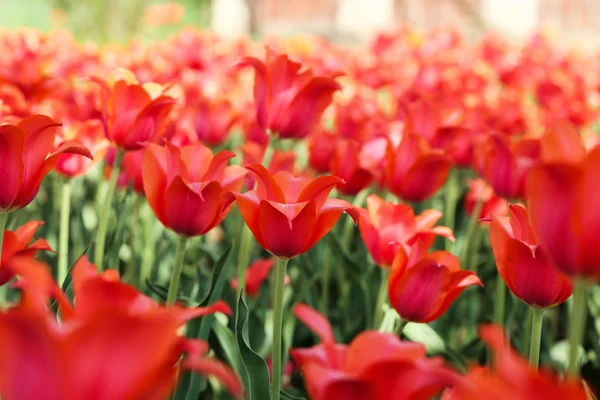 Verse Rode Tulp Bloemen Tuin — Stockfoto