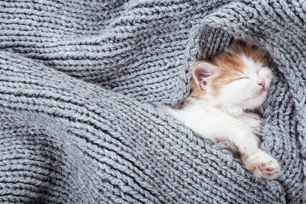 Χαριτωμένο Γατάκι Ξαπλωμένοι Στην Γκρι Κασκόλ — Φωτογραφία Αρχείου