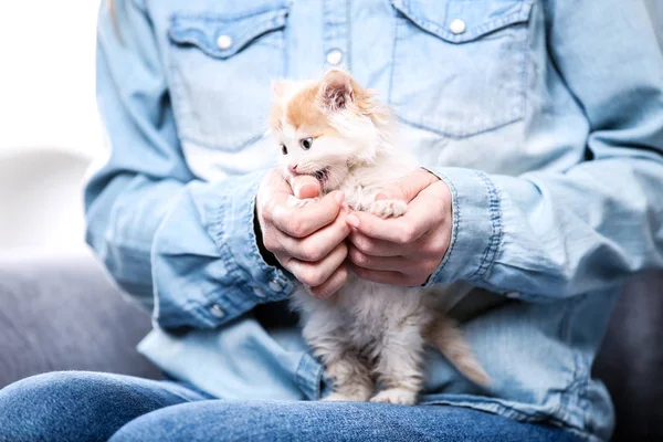 Cute Kitten Female Hands — Stock Photo, Image