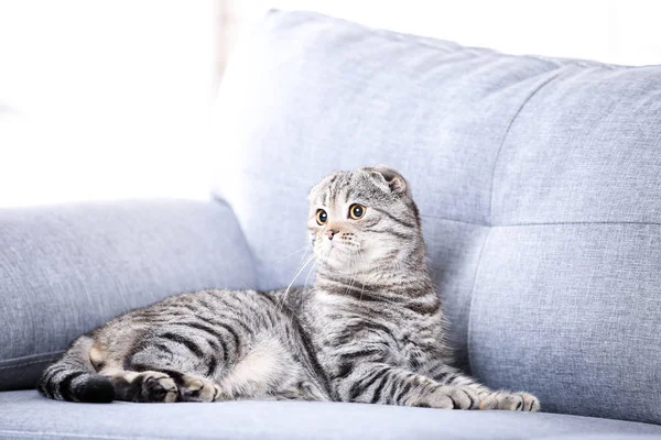 Niedliche Katze Liegt Auf Grauem Sofa — Stockfoto
