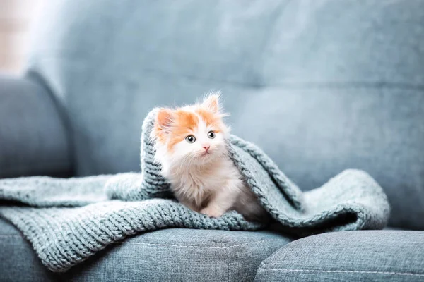 Cute Kitten Scarf Sitting Grey Sofa — Stock Photo, Image