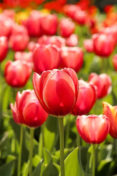 Verse Rode Tulp Bloemen Tuin — Stockfoto