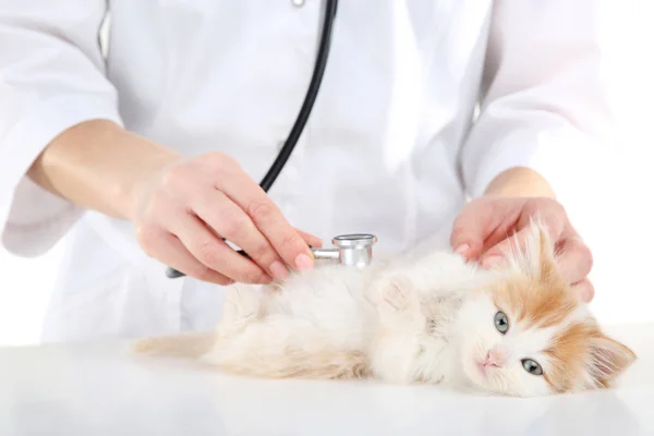 Veterinário Com Gatinho Estetoscópio — Fotografia de Stock