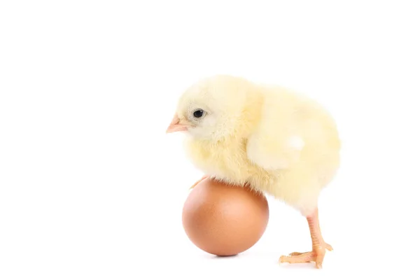 Petite Fille Avec Oeuf Isolé Sur Fond Blanc — Photo