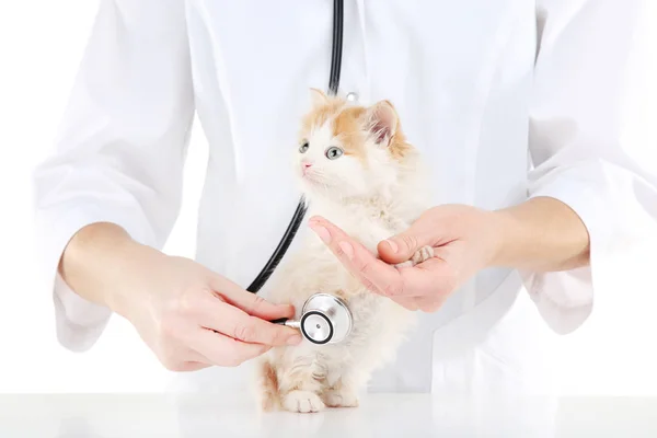 獣医は子猫と聴診器と — ストック写真