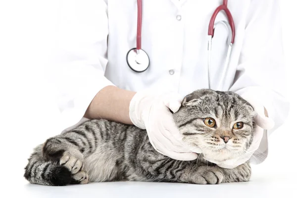 Güzel Gri Kedi Ile Hayvan Hastalıklarıyla Ilgili — Stok fotoğraf