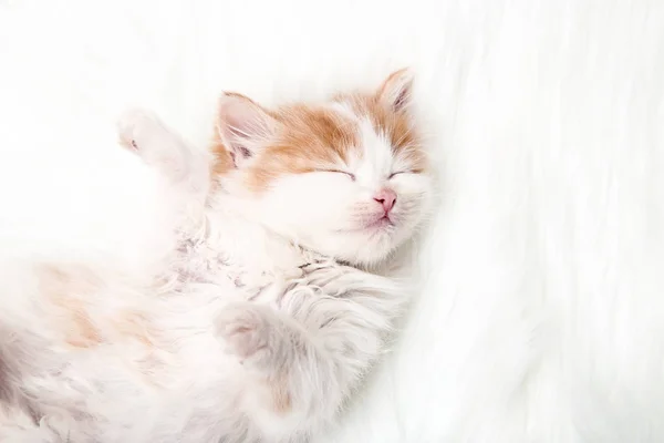 かわいい子猫は白いカーペットの上に横たわる — ストック写真