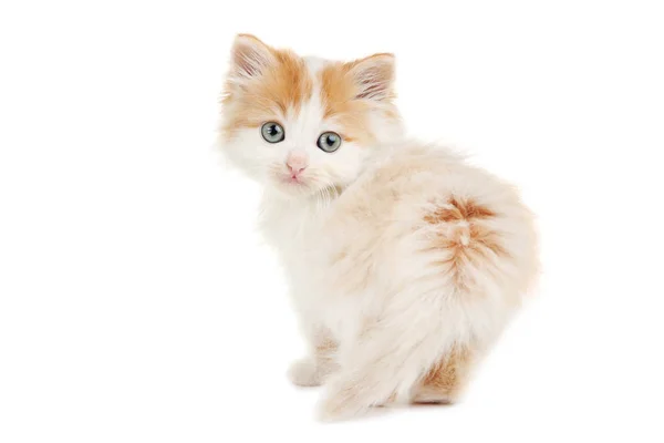 Cute Kitten Isolated White Background — Stock Photo, Image