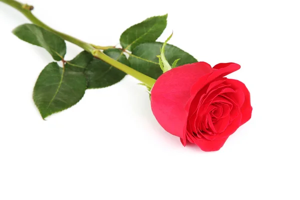 Red Rose Isolated White Background — Stock Photo, Image