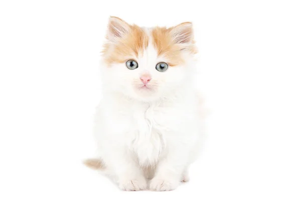Cute Kitten Isolated White Background — Stock Photo, Image