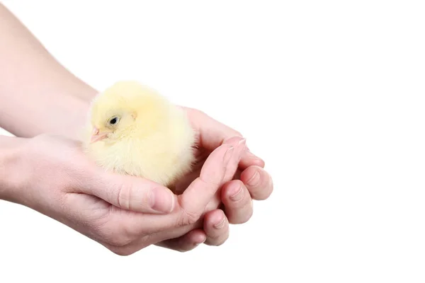 Les Mains Féminines Tenant Petite Poussin Sur Fond Blanc — Photo